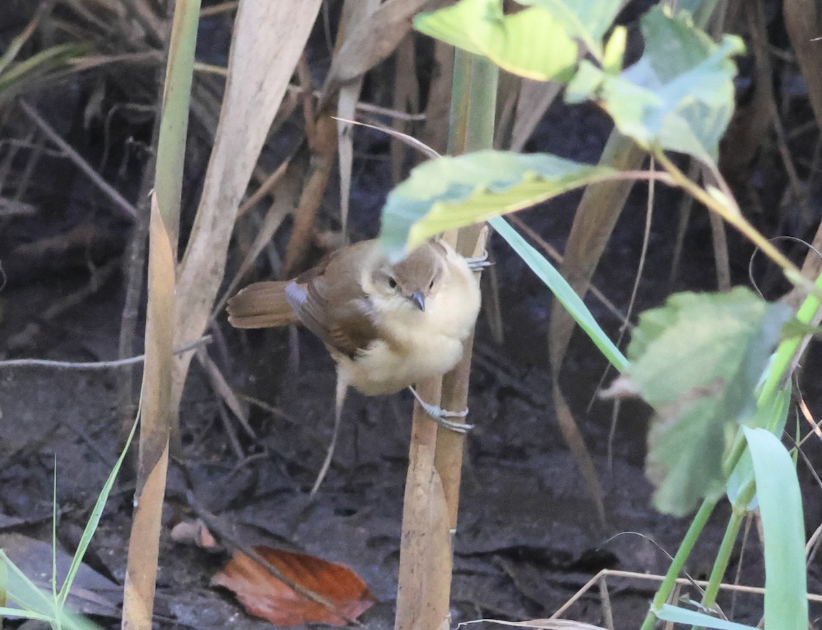Clamorous Reed Warbler - ML644154496