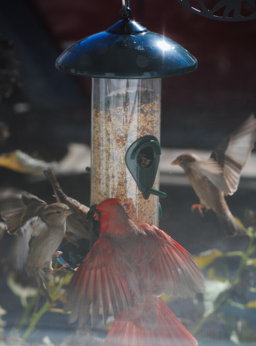 Northern Cardinal - ML644154498