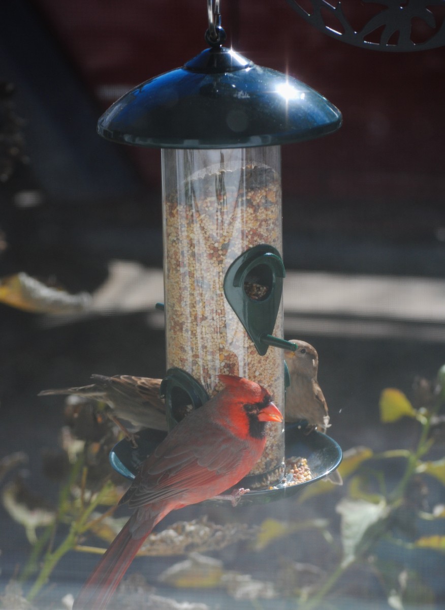 Northern Cardinal - ML644154499