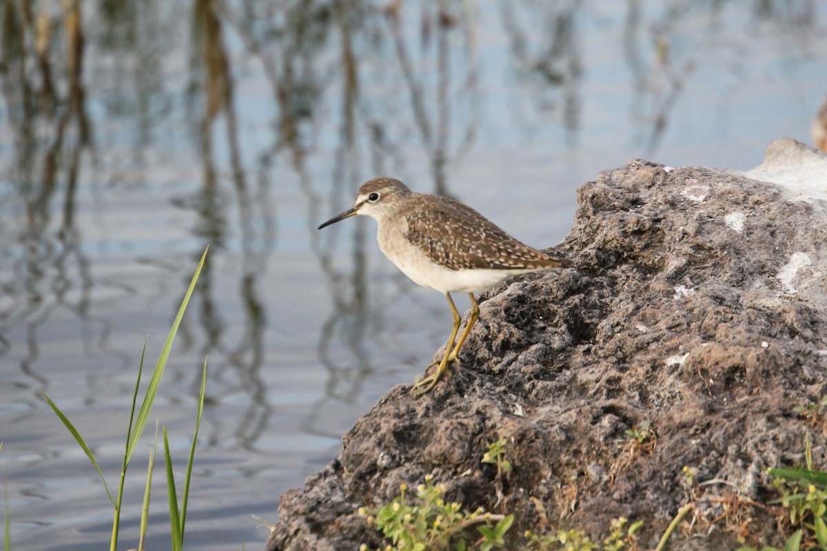 Piro piro boschereccio - ML644154527