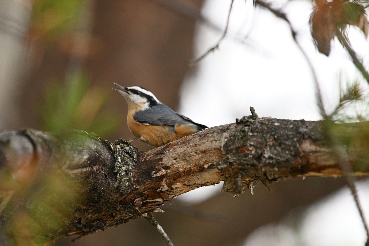 Red-breasted Nuthatch - ML644154530