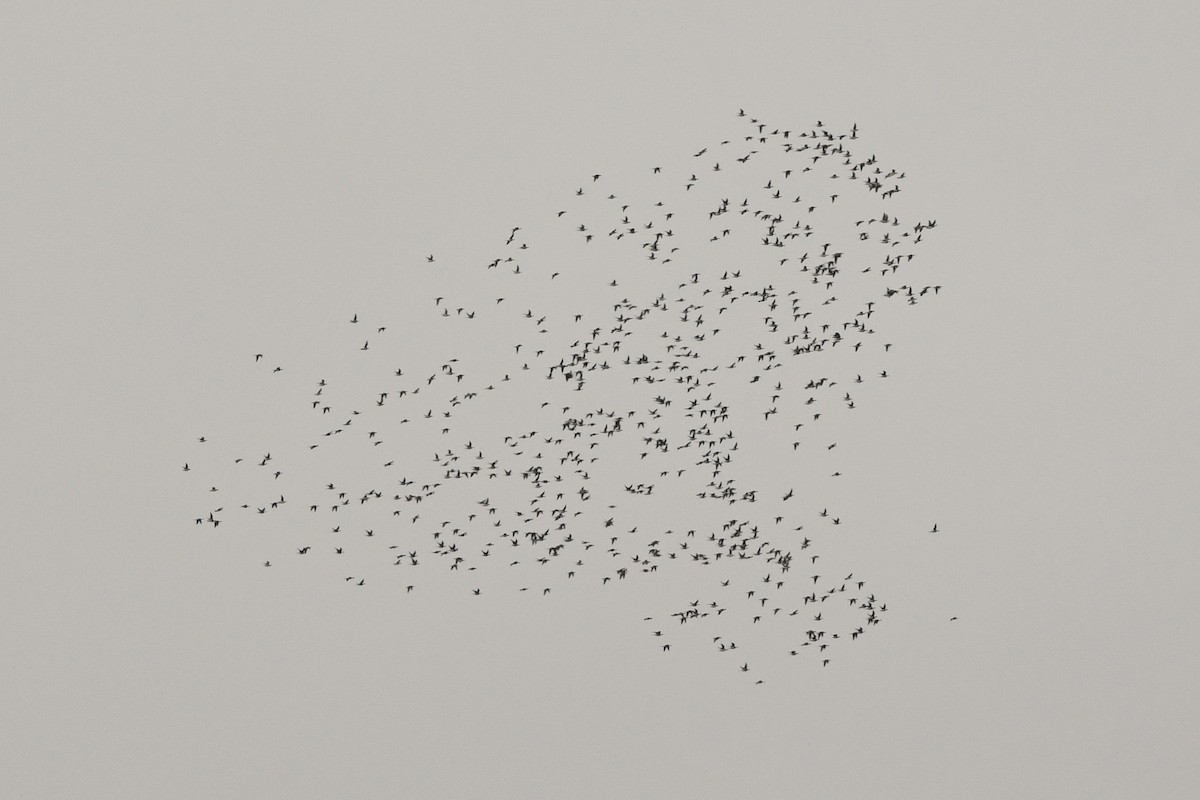 Long-tailed Duck - ML644154531