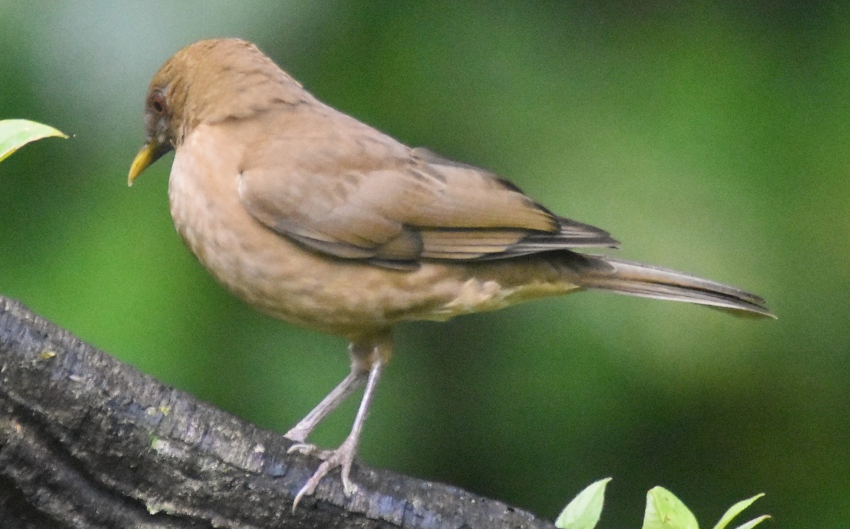 Clay-colored Thrush - ML644154533