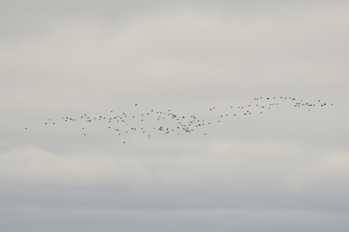 Long-tailed Duck - ML644154534