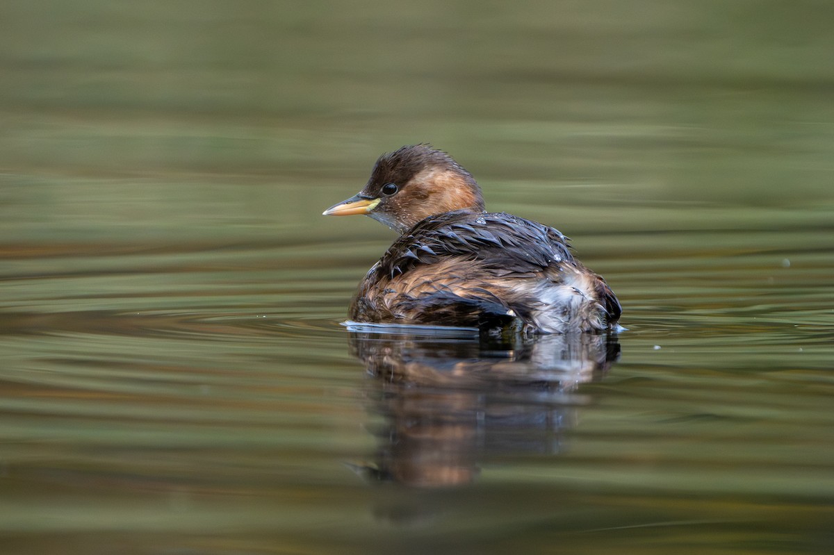 Grèbe castagneux - ML644154542