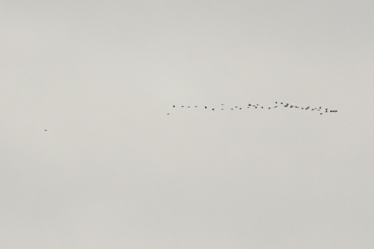 Long-tailed Duck - ML644154544