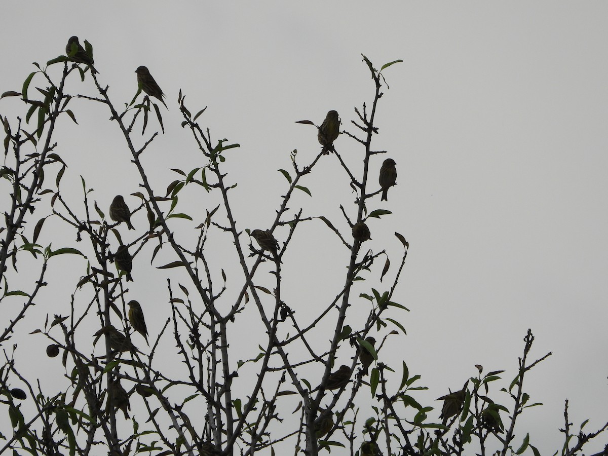 Verzellino - ML644154556