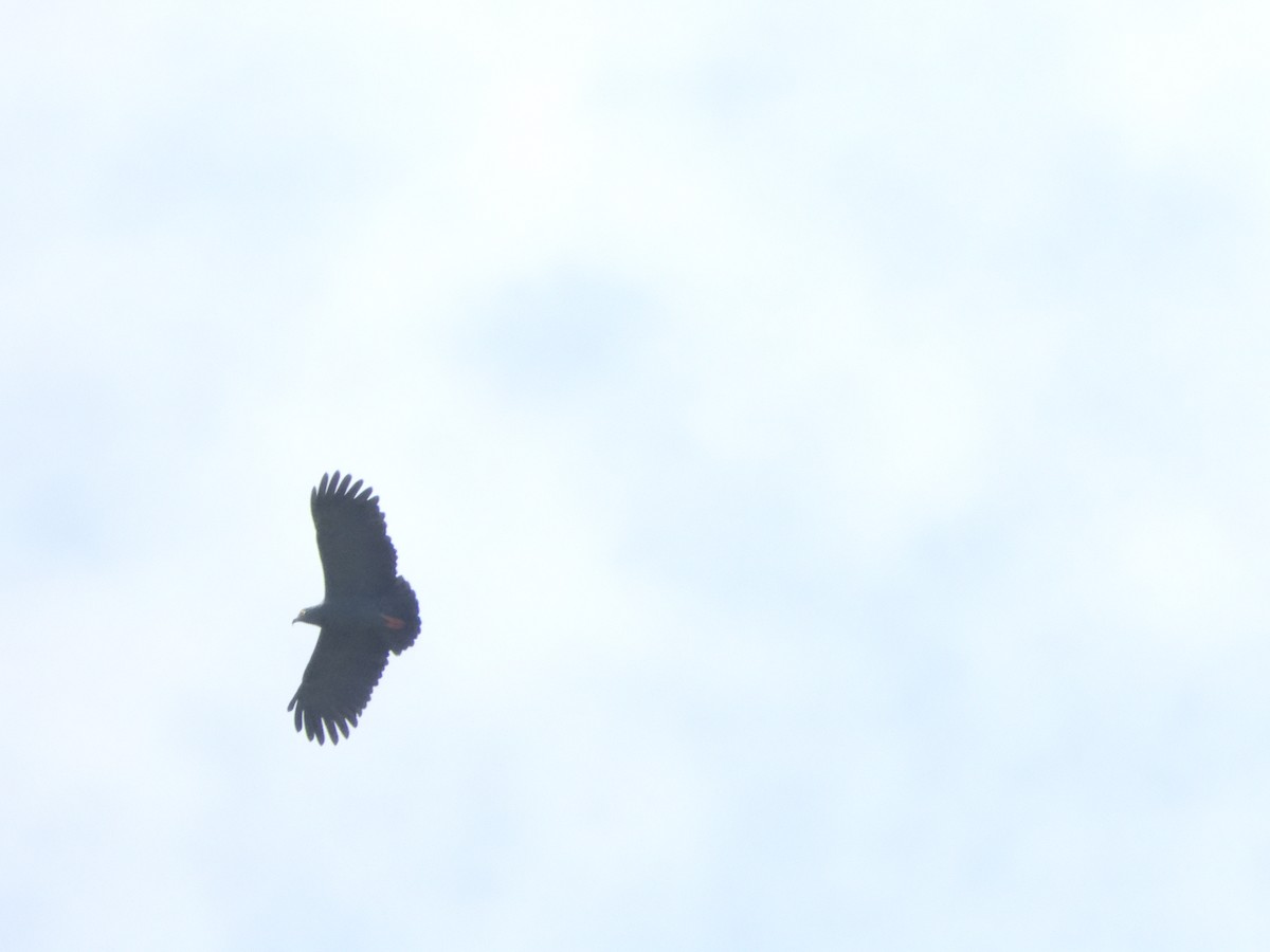 smalnebbglente - ML644154573