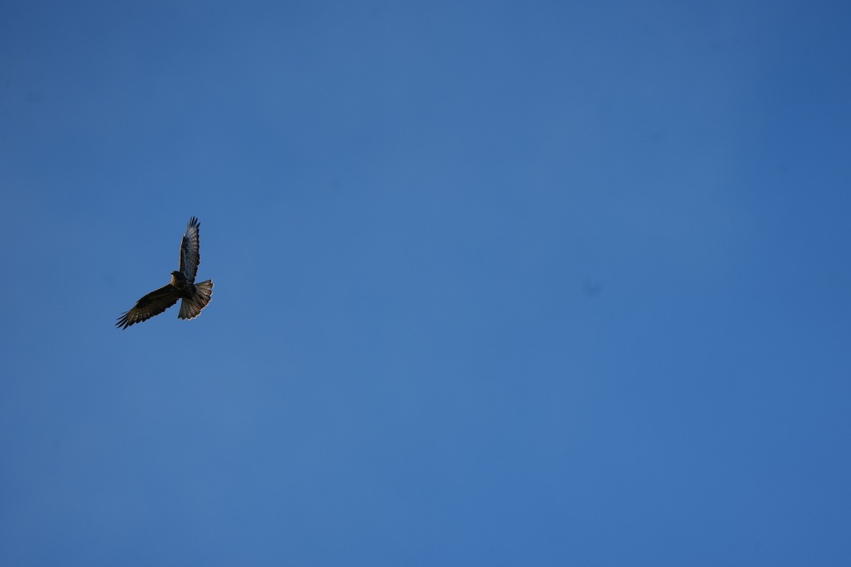 Common Buzzard (Canary Is.) - ML644154607