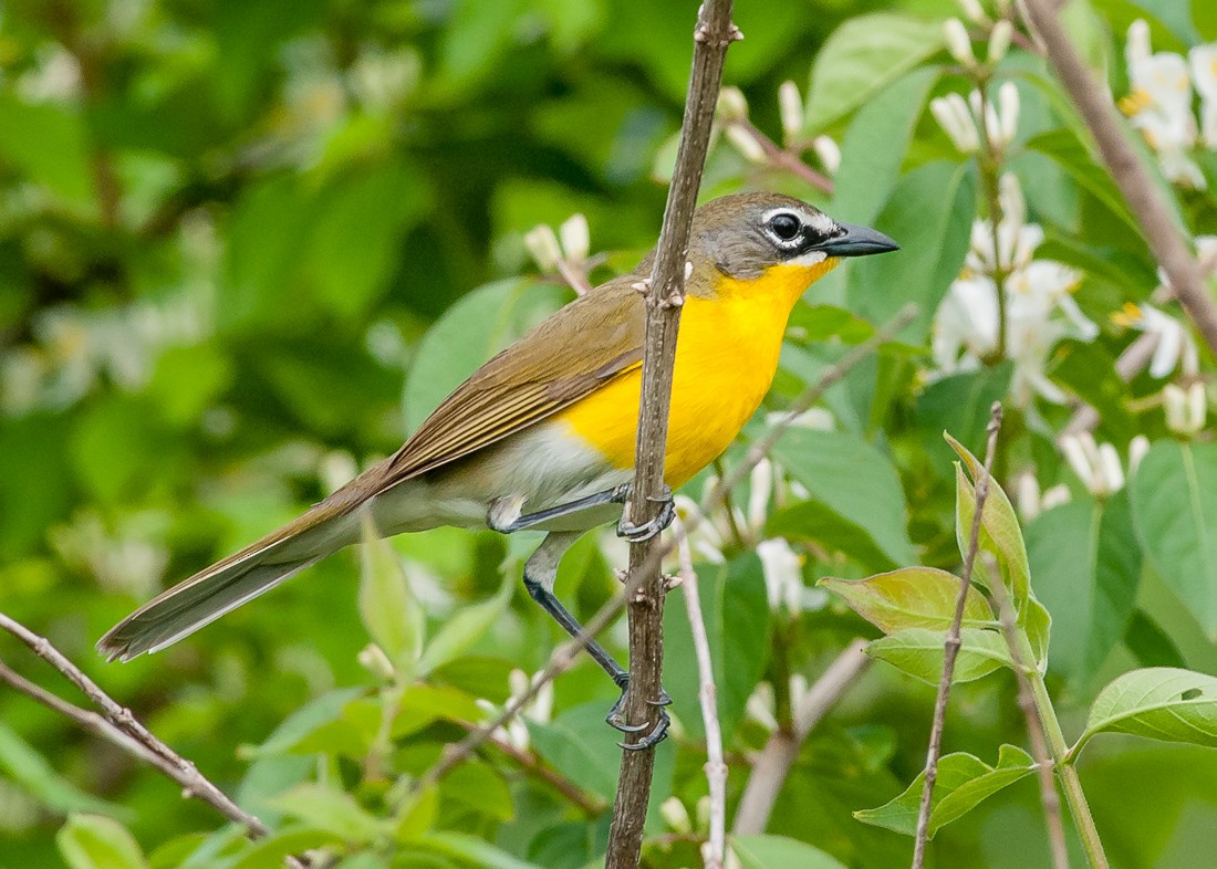 Yellow-breasted Chat - ML64415461