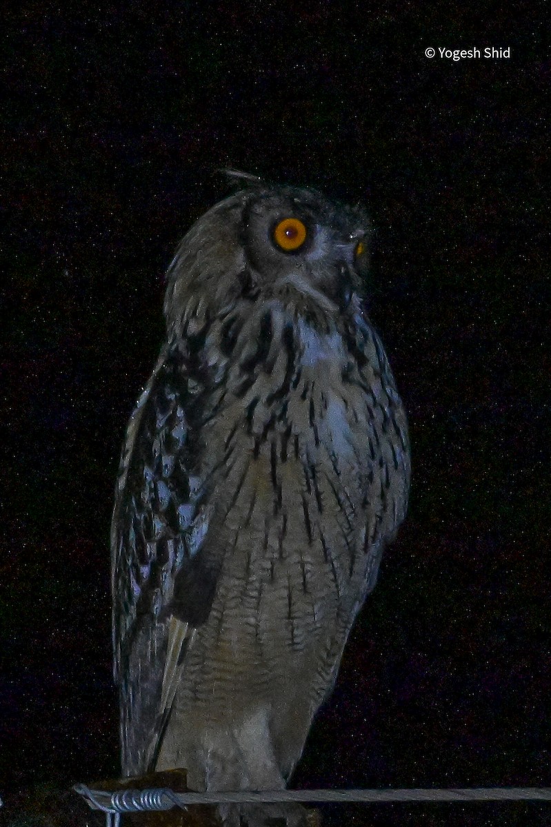 Rock Eagle-Owl - ML644154611