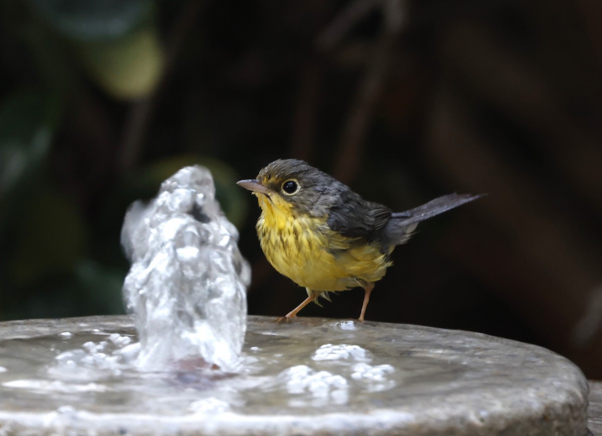 Canada Warbler - ML644154612