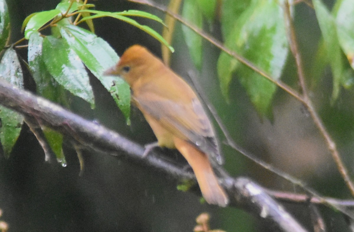 Summer Tanager - ML644154618