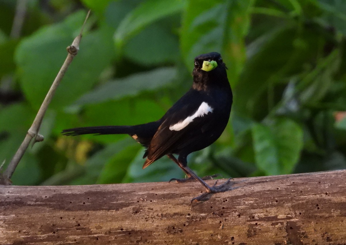 Madagascar Magpie-Robin - ML644154626