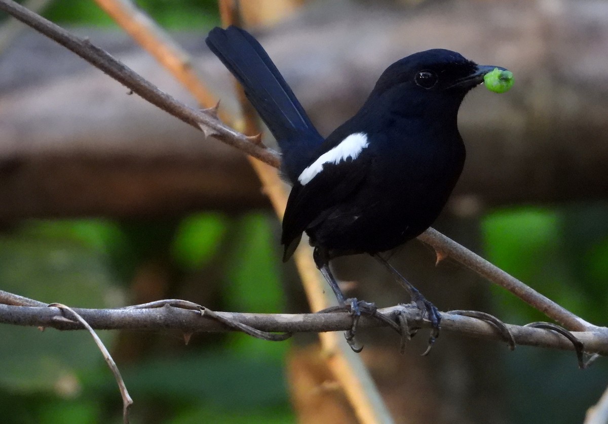 Madagascar Magpie-Robin - ML644154627