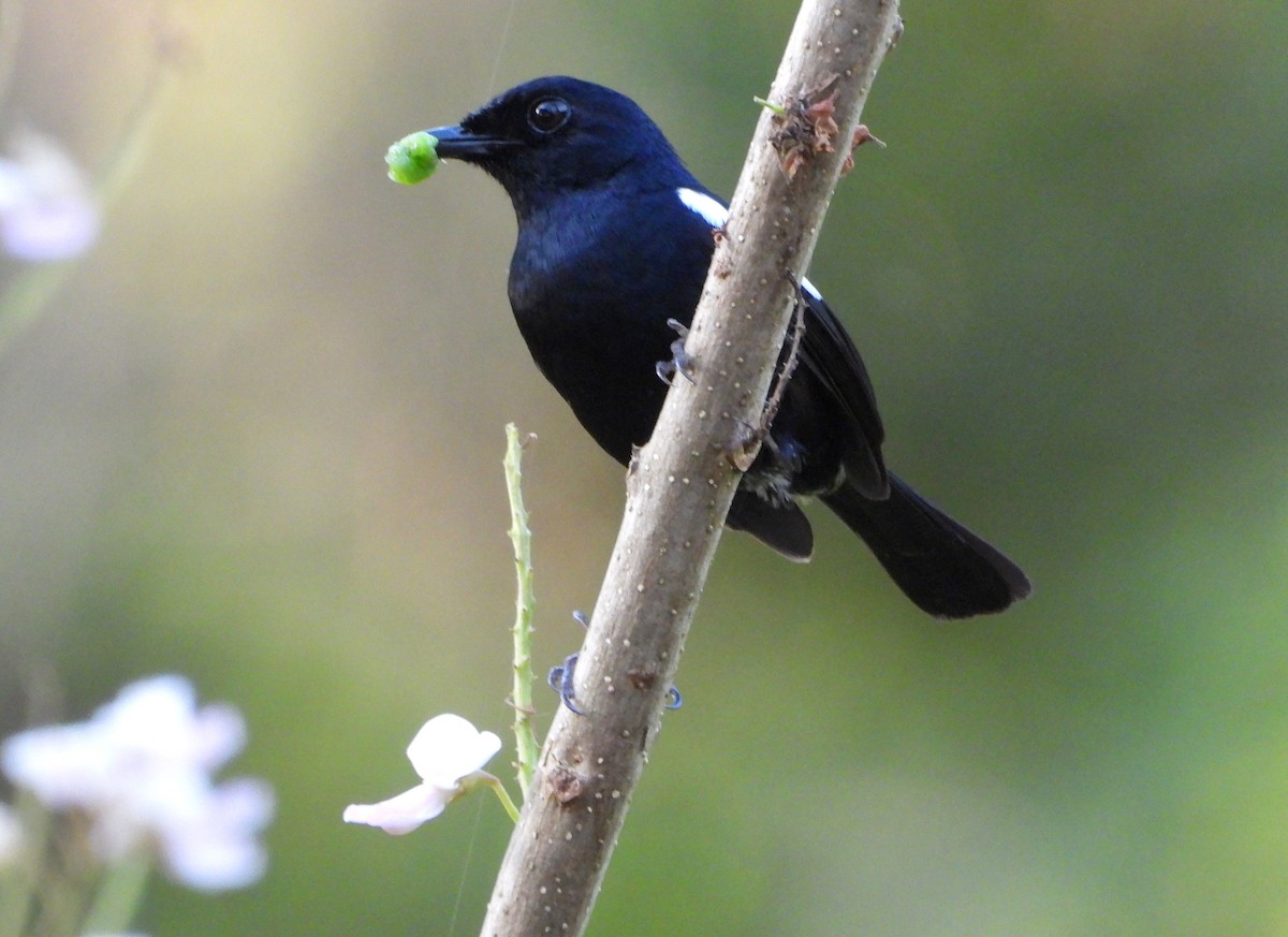 Madagascar Magpie-Robin - ML644154628