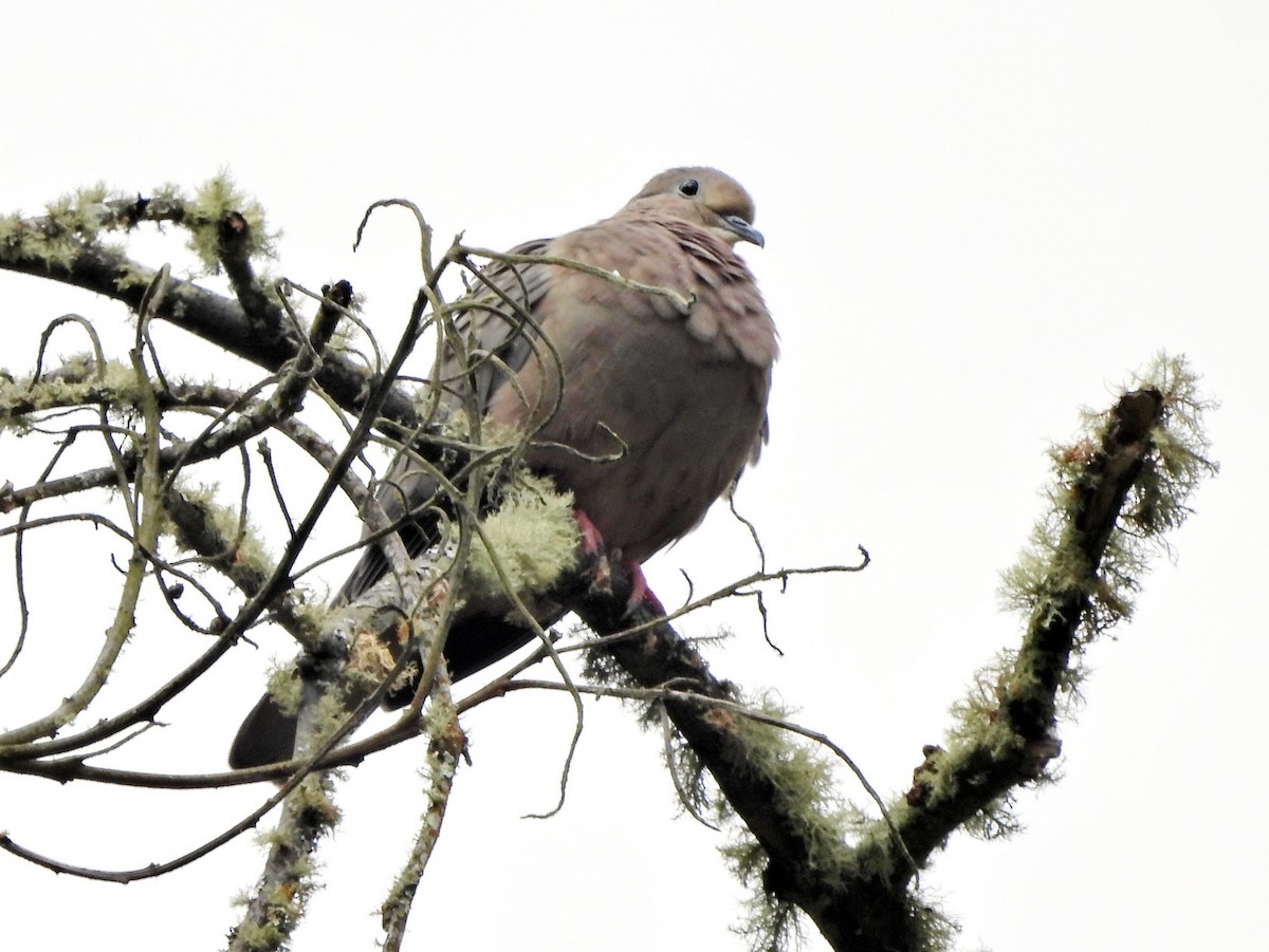 Band-tailed Pigeon - ML644154652