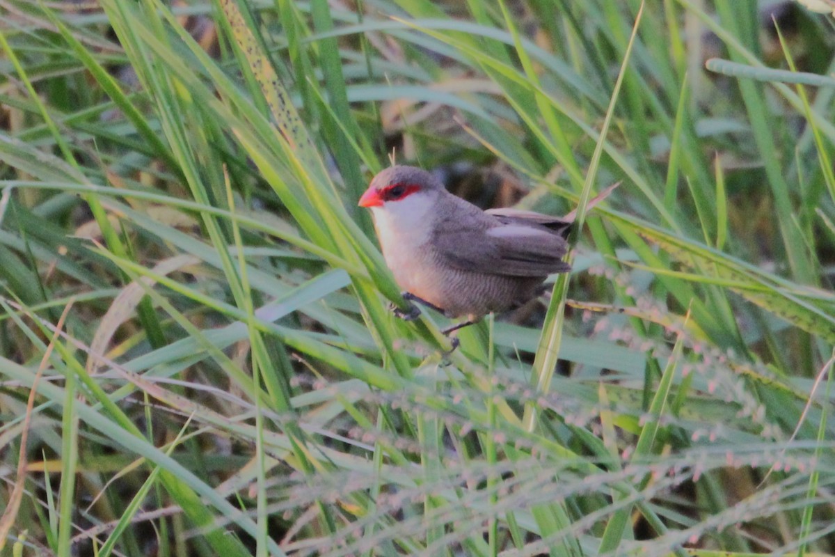 Common Waxbill - ML644154653