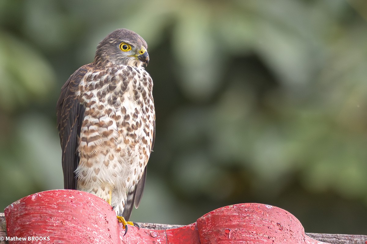 Fiji Goshawk - ML644154658