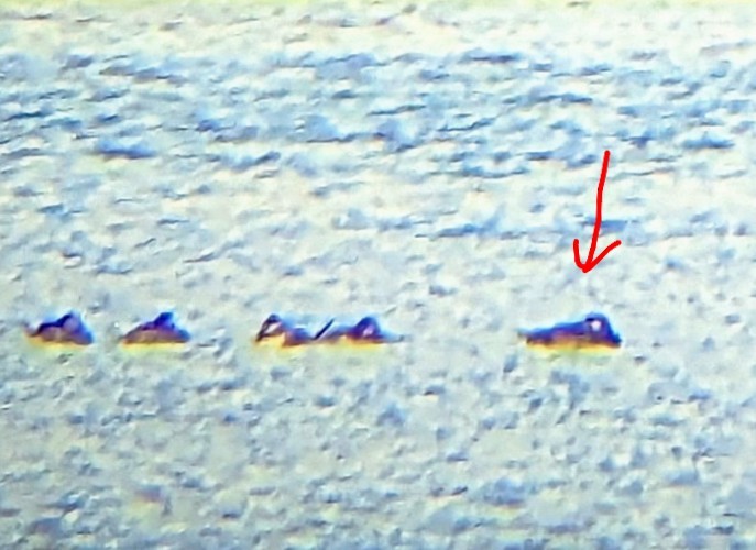 turpan pestrozobý - ML644154659