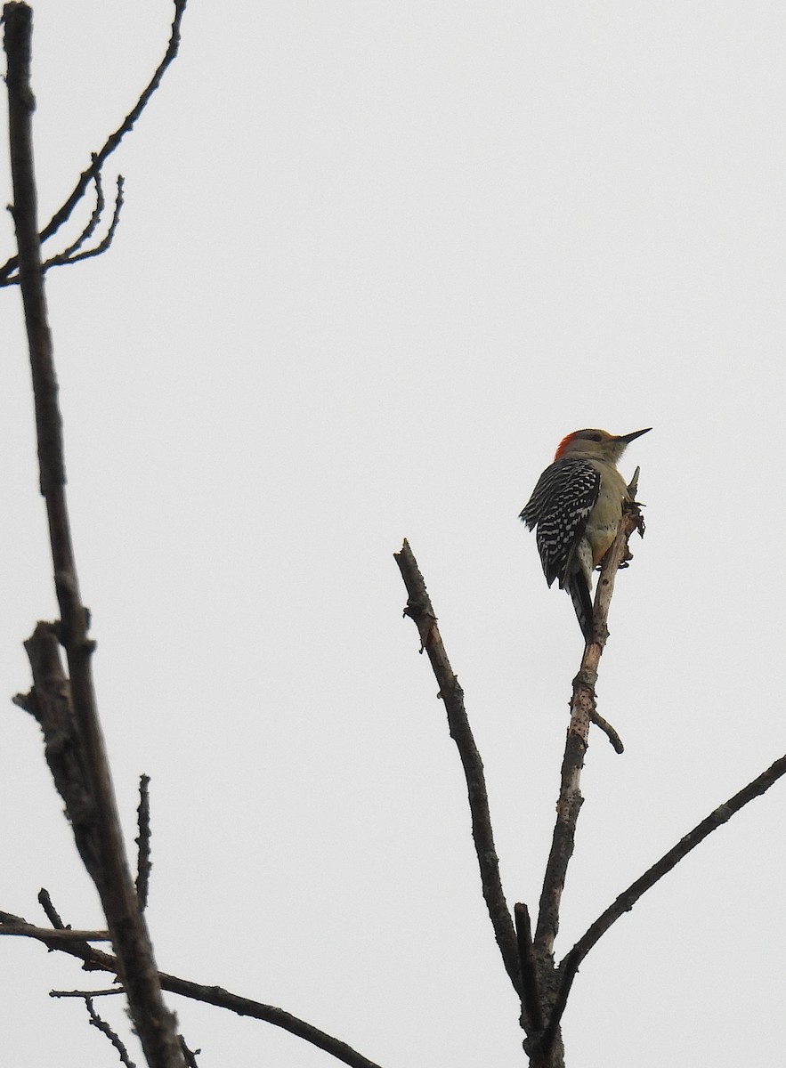 Red-bellied Woodpecker - ML644154660