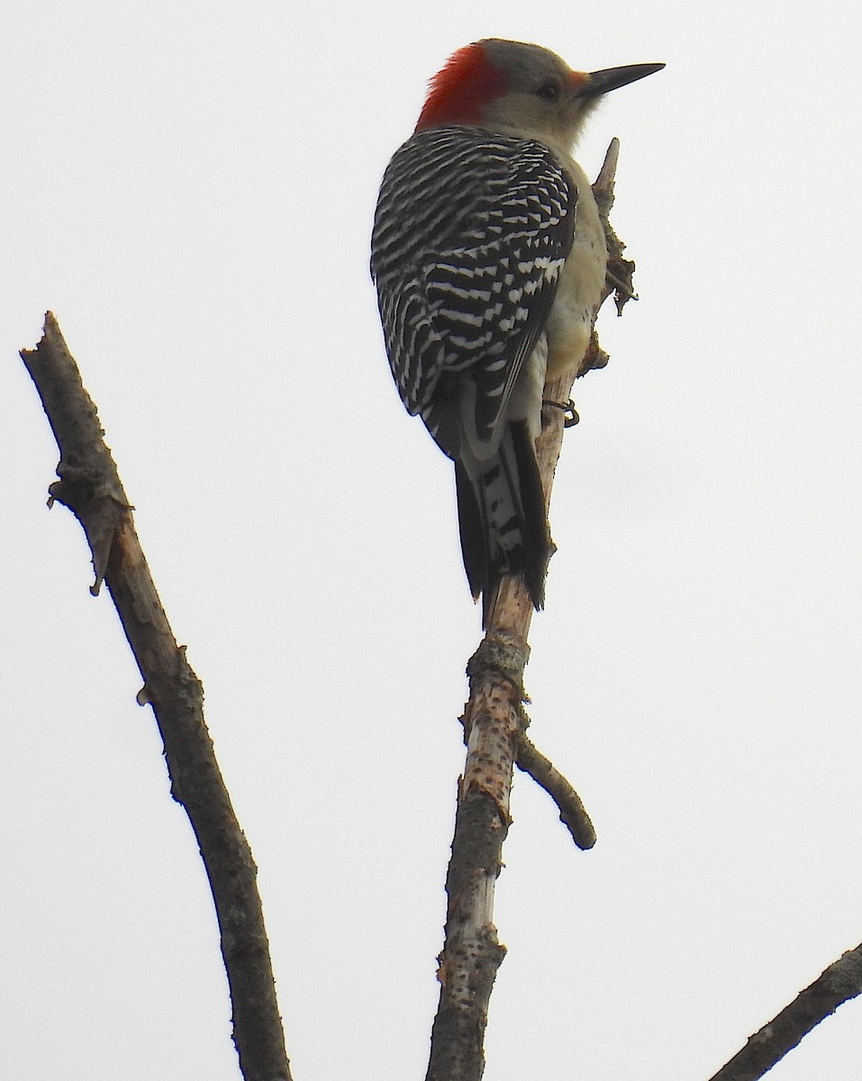 Red-bellied Woodpecker - ML644154661