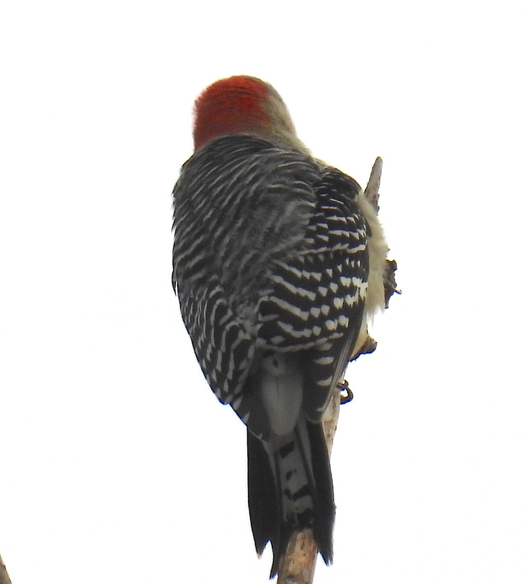 Red-bellied Woodpecker - ML644154662