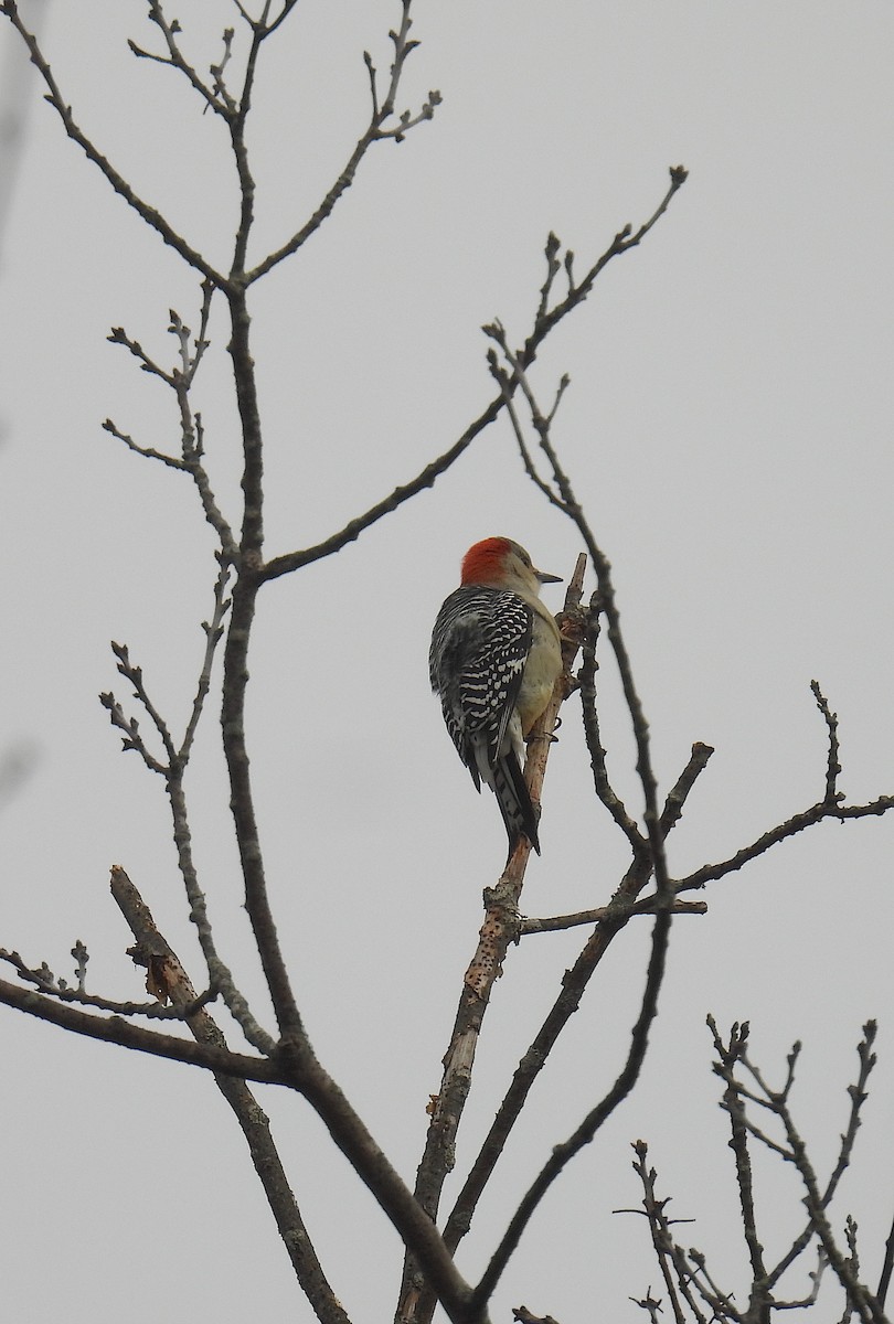 Red-bellied Woodpecker - ML644154663