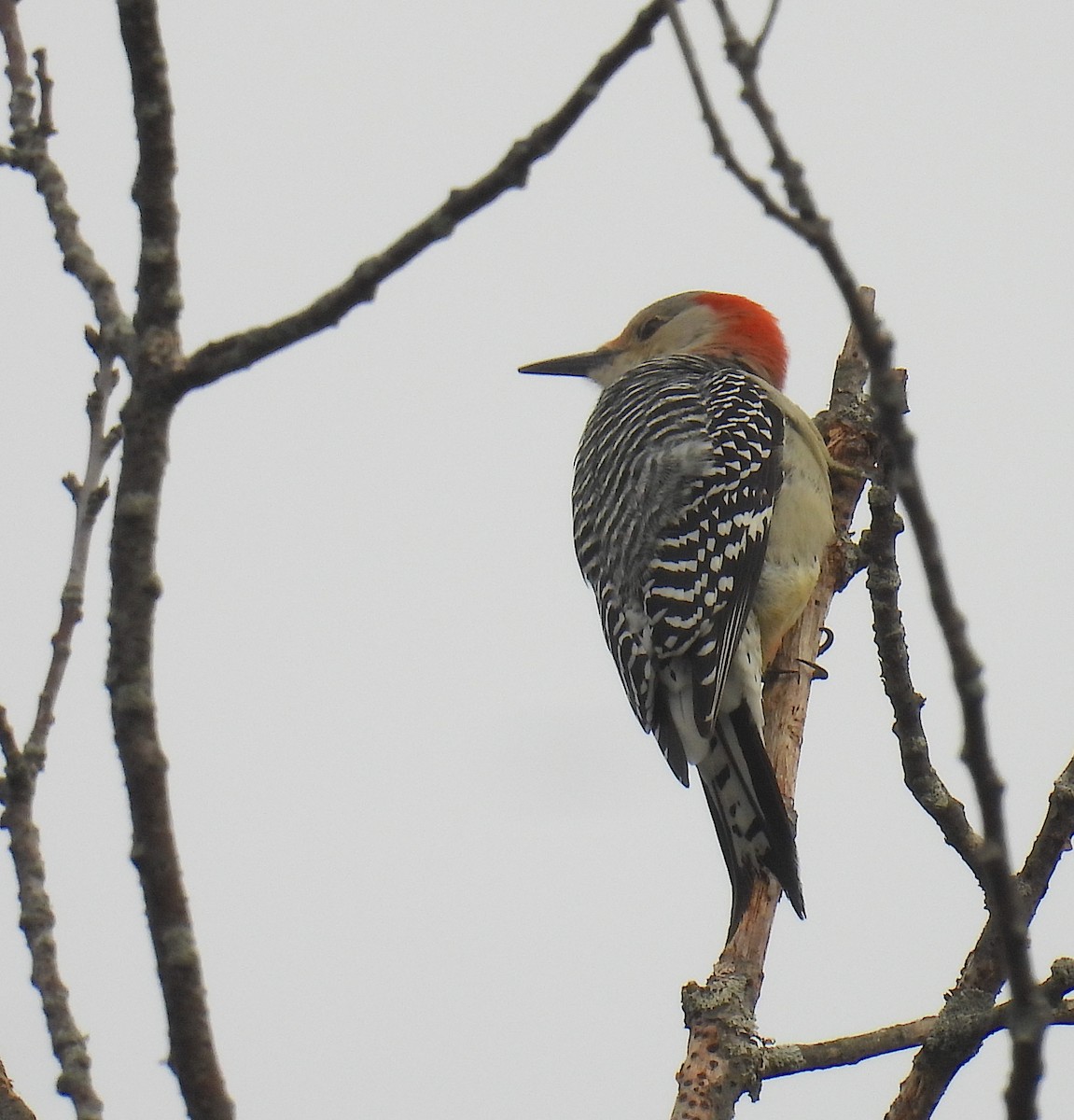 Red-bellied Woodpecker - ML644154664