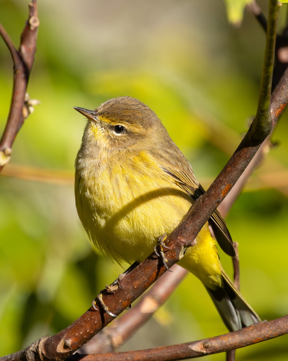 Palm Warbler - ML644154674