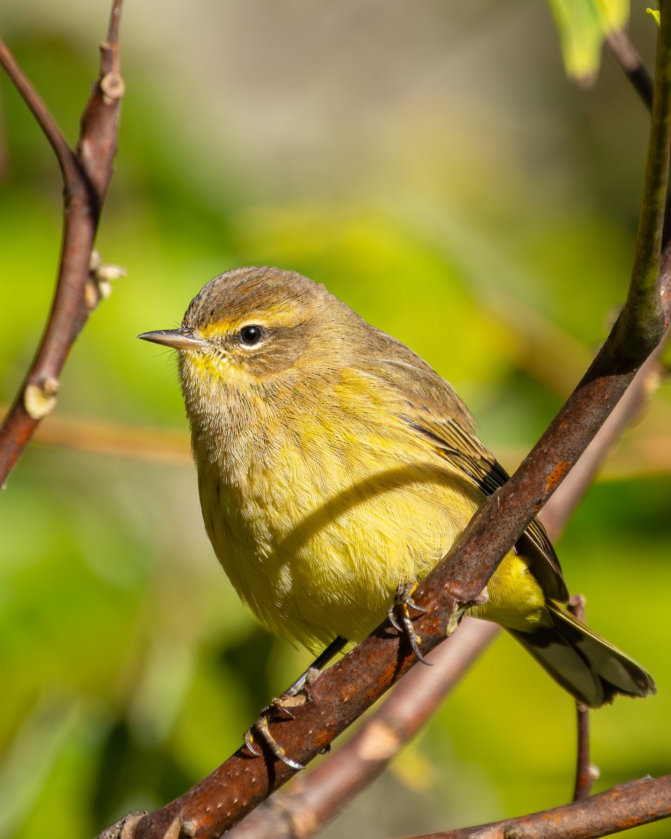 Palm Warbler - ML644154685
