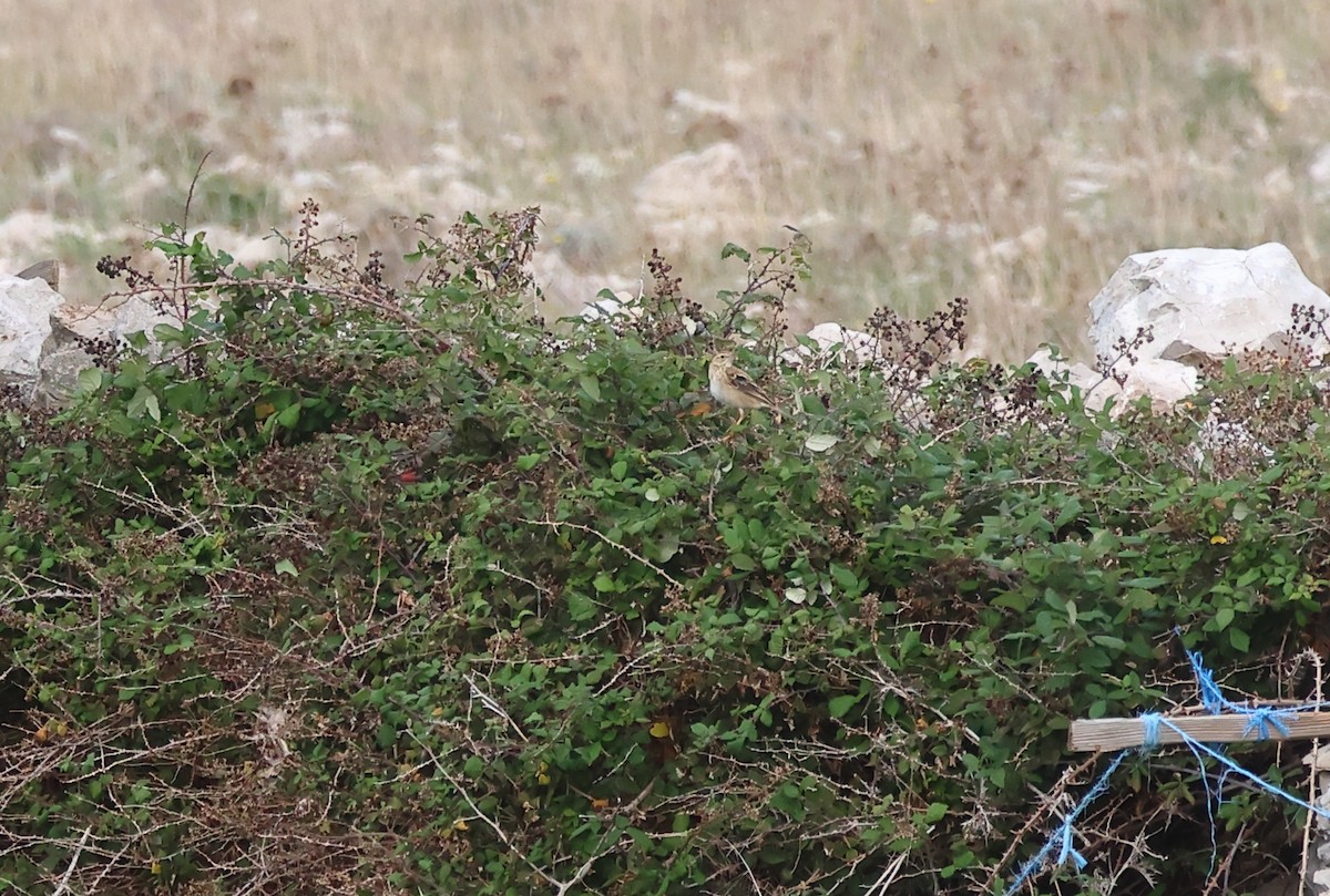 Richard's Pipit - ML644154690