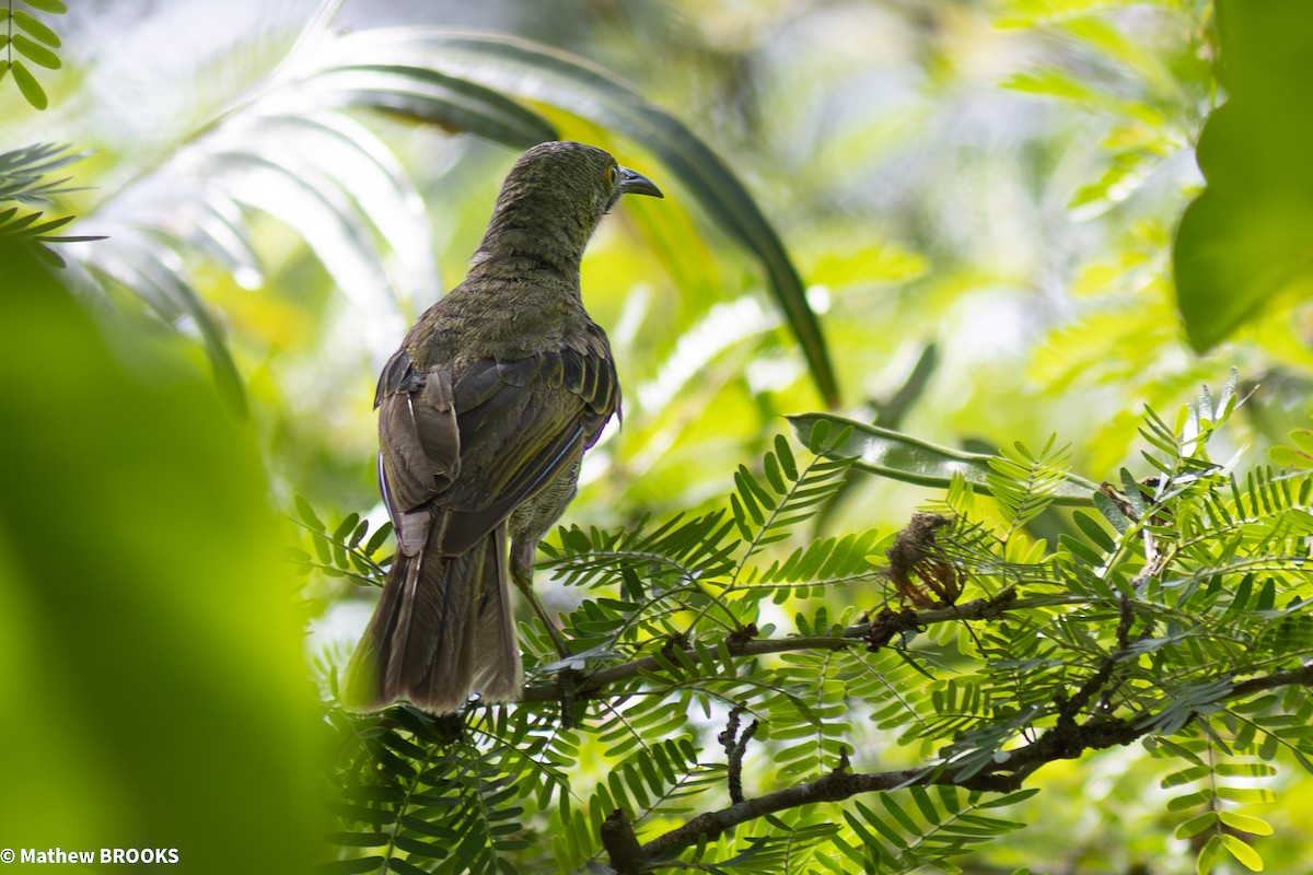 Méliphage d'Ovalau - ML644154697