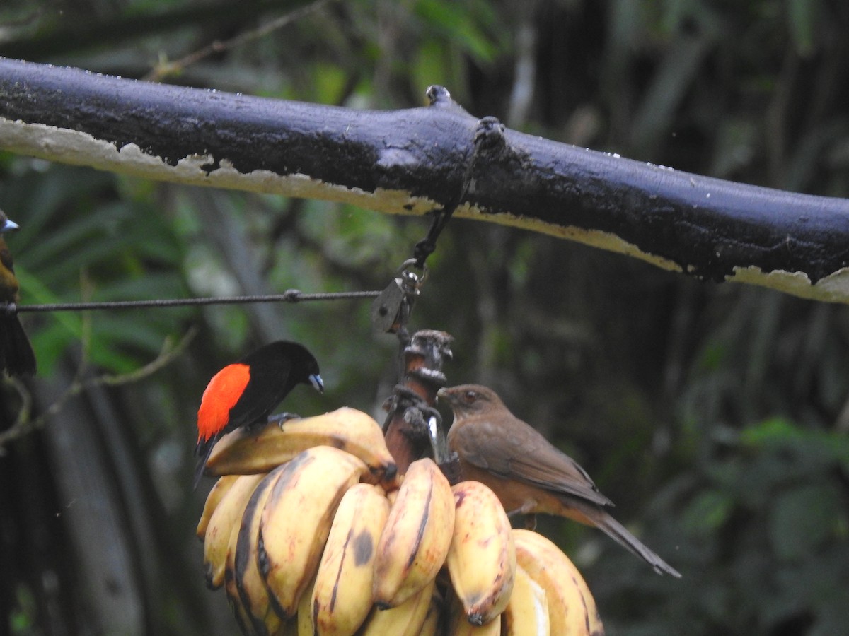 Scarlet-rumped Tanager - ML644154699