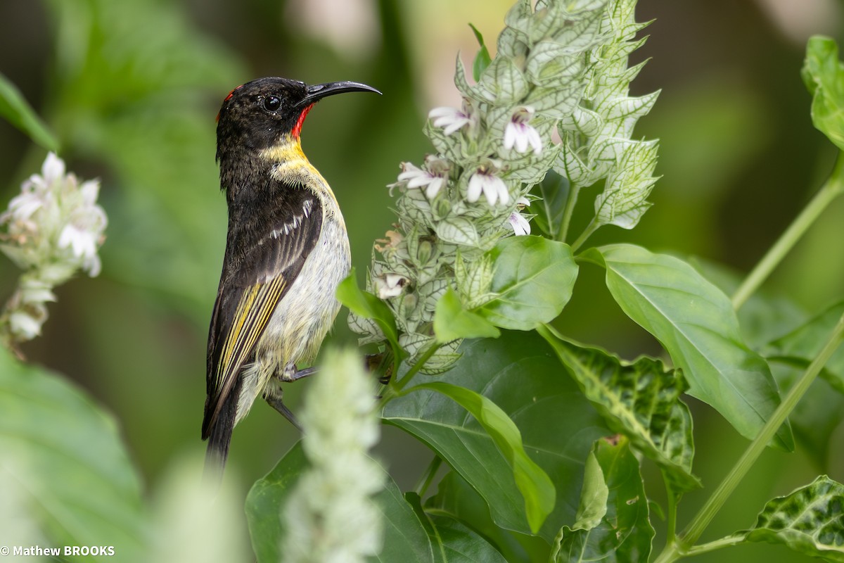 Sulphur-breasted Myzomela - ML644154707