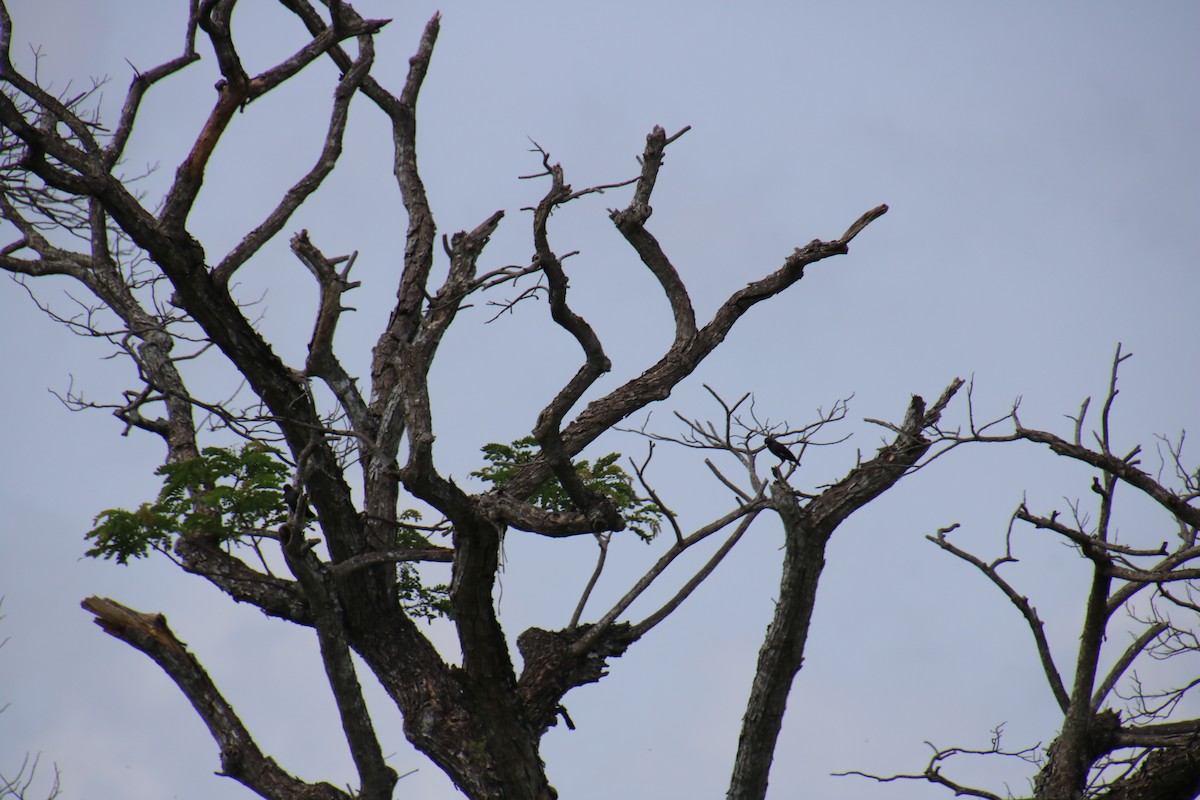 Crested Myna - ML644154708