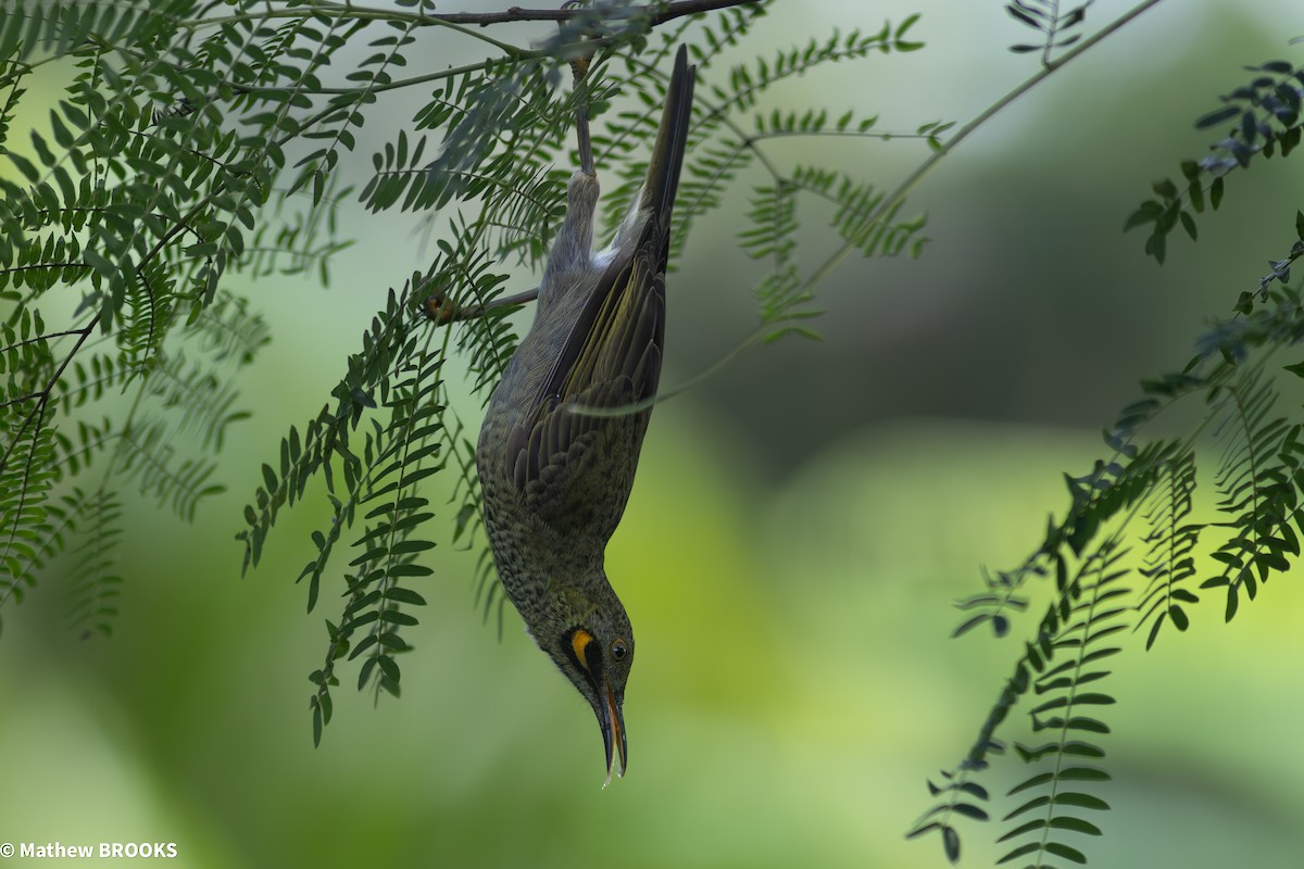 Western Wattled-Honeyeater - ML644154712