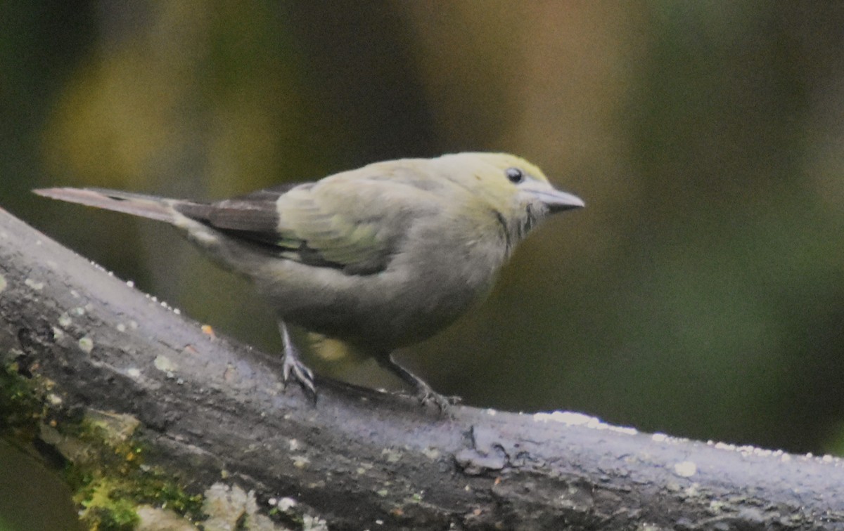 Palm Tanager - ML644154715