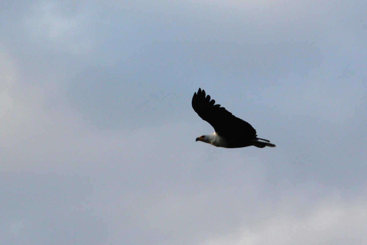African Fish-Eagle - ML644154718