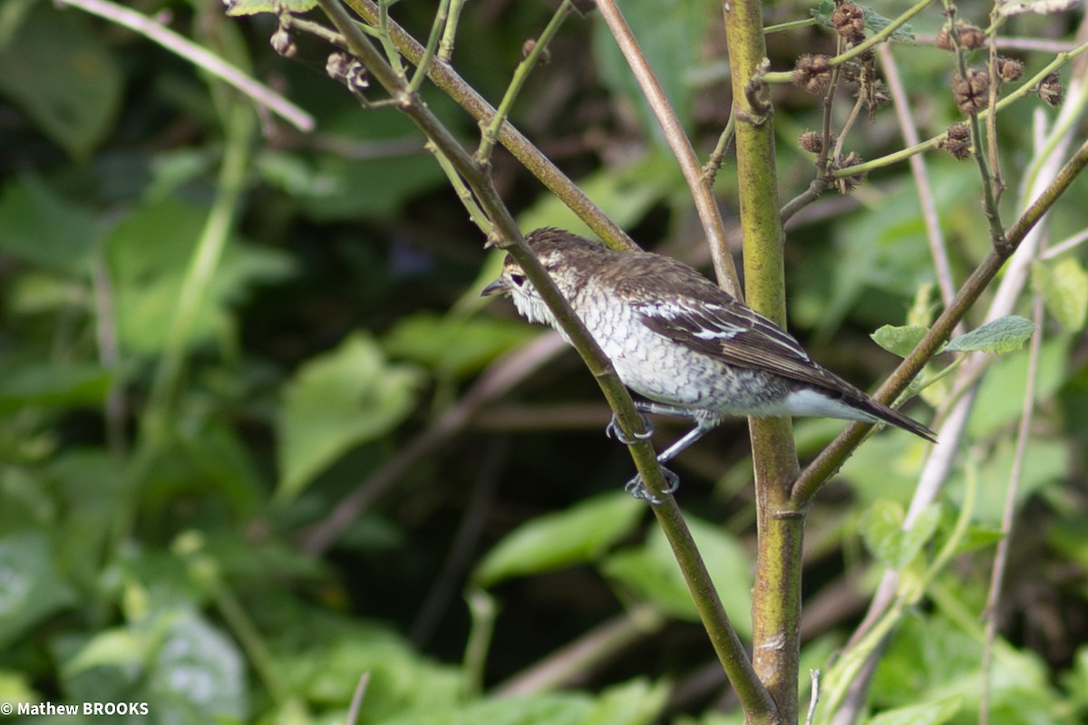 Polynesian Triller - ML644154721