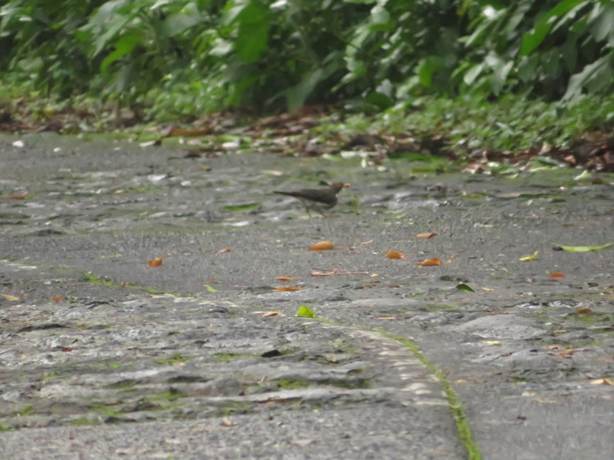 White-throated Thrush - ML644154745