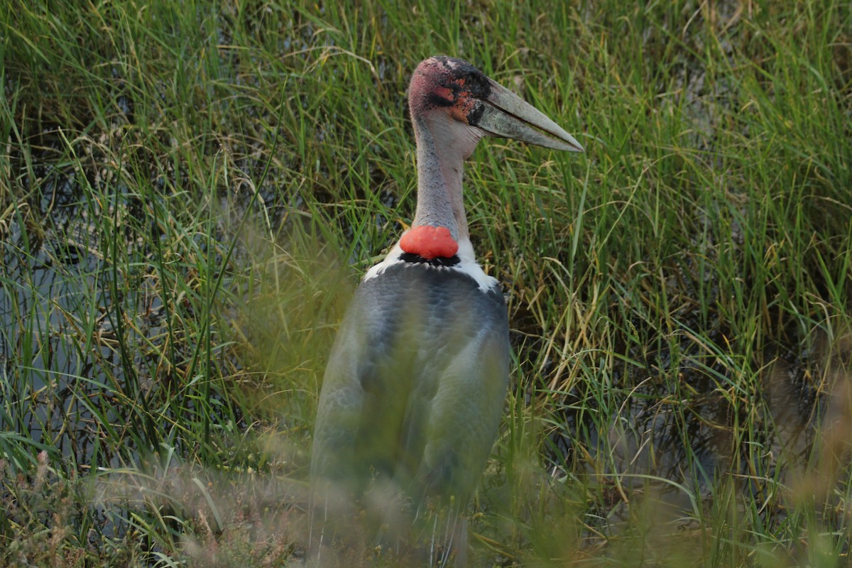 Marabou Stork - ML644154756