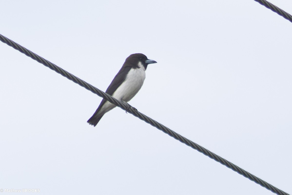Fiji Woodswallow - ML644154758