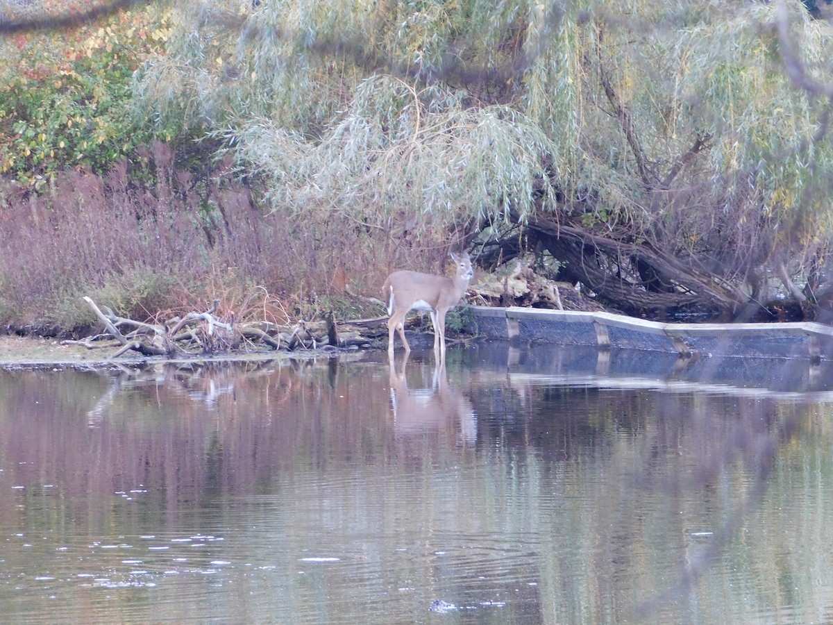 White-tailed Deer - ML644154761