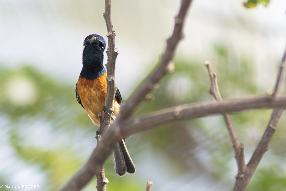 Vanikoro Flycatcher - ML644154764