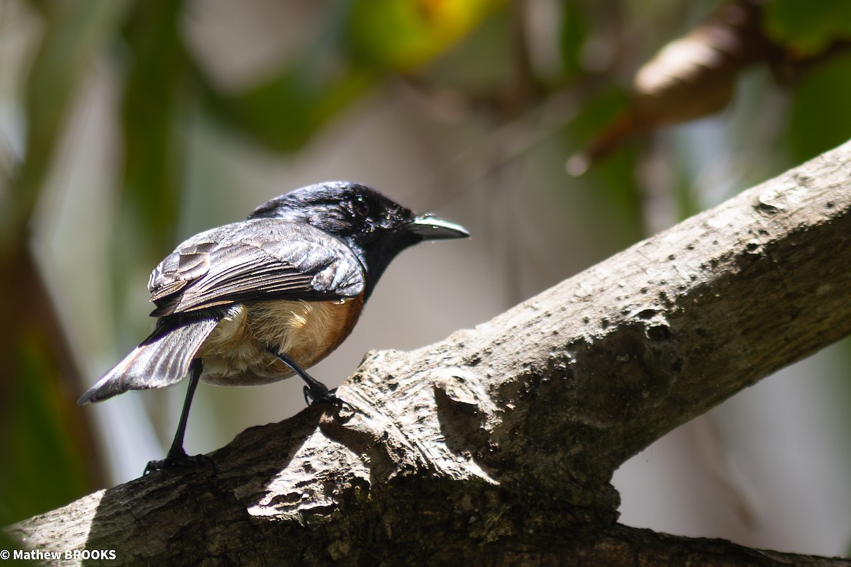 Vanikoro Flycatcher - ML644154766
