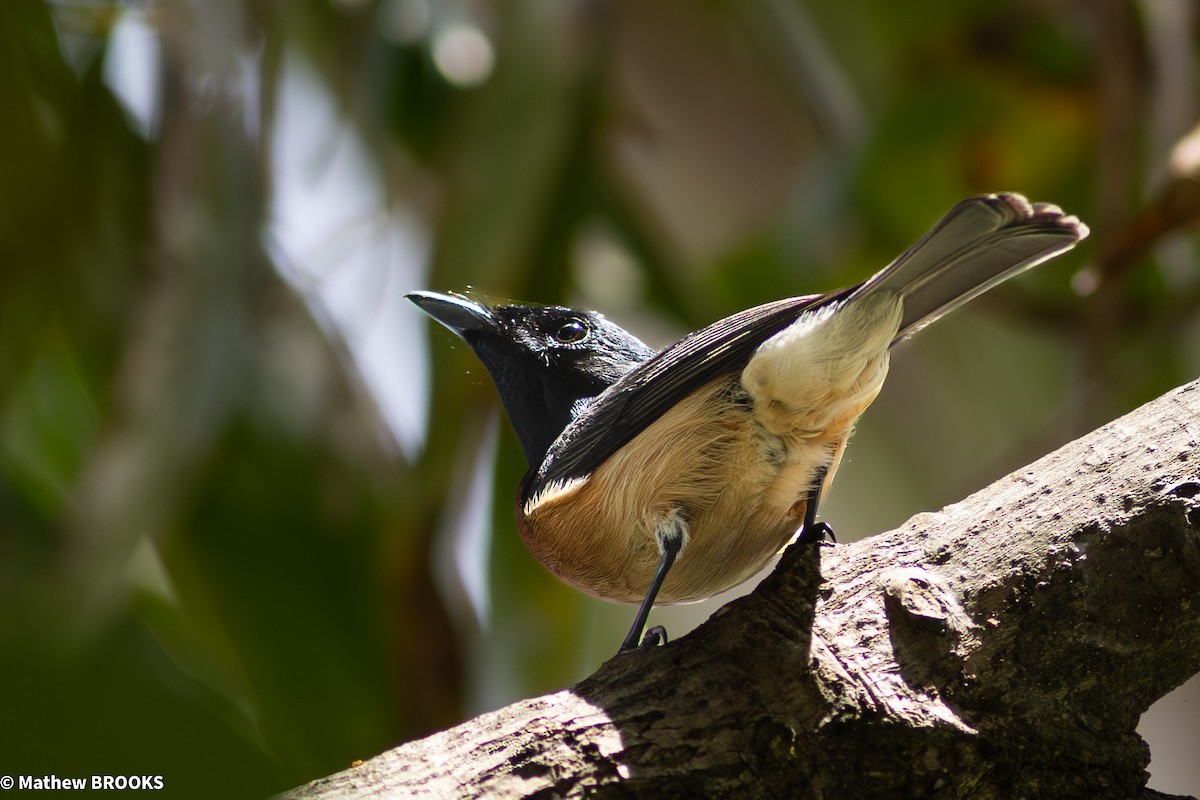 Vanikoro Flycatcher - ML644154767