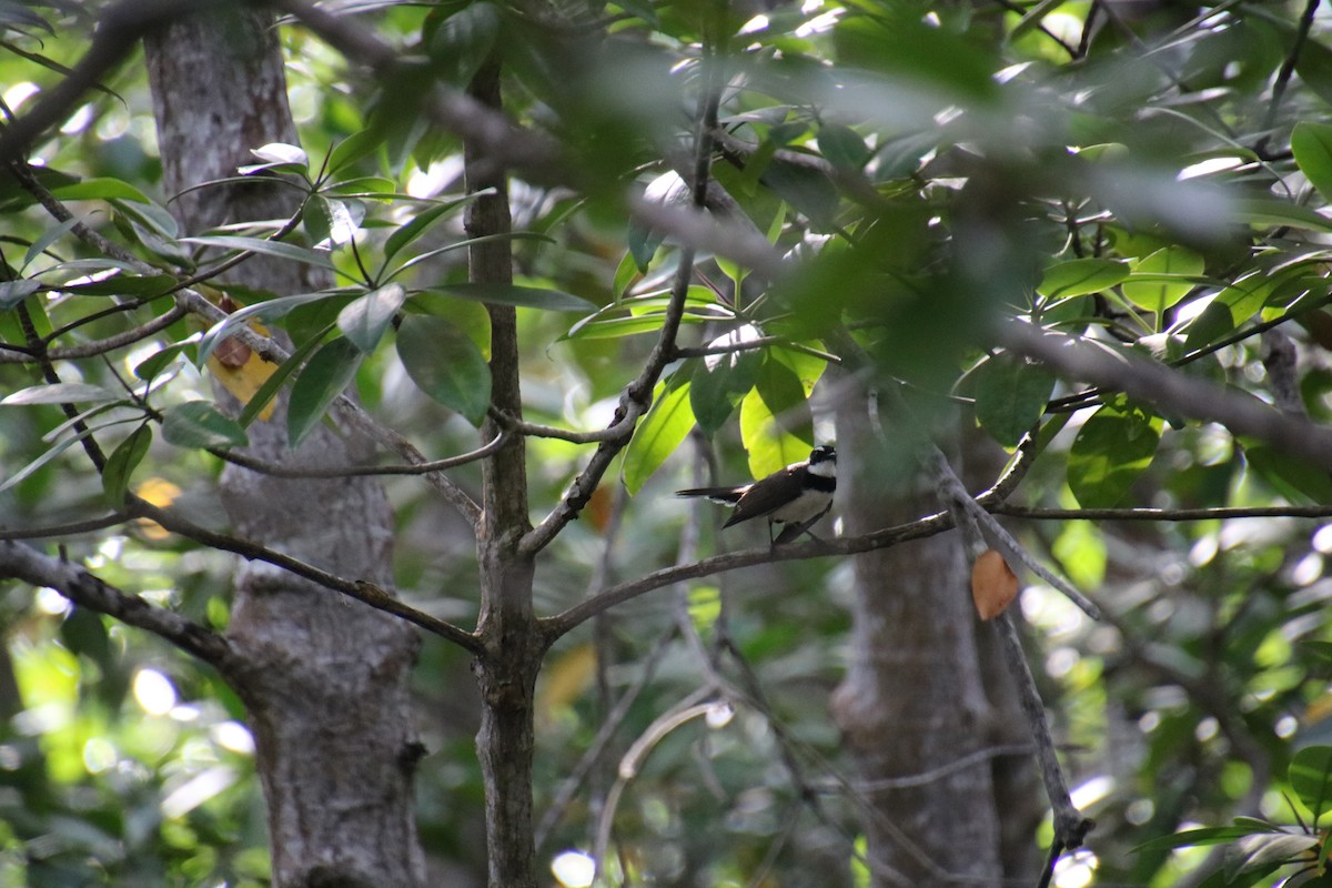 Rhipidure de Vigors - ML644154772