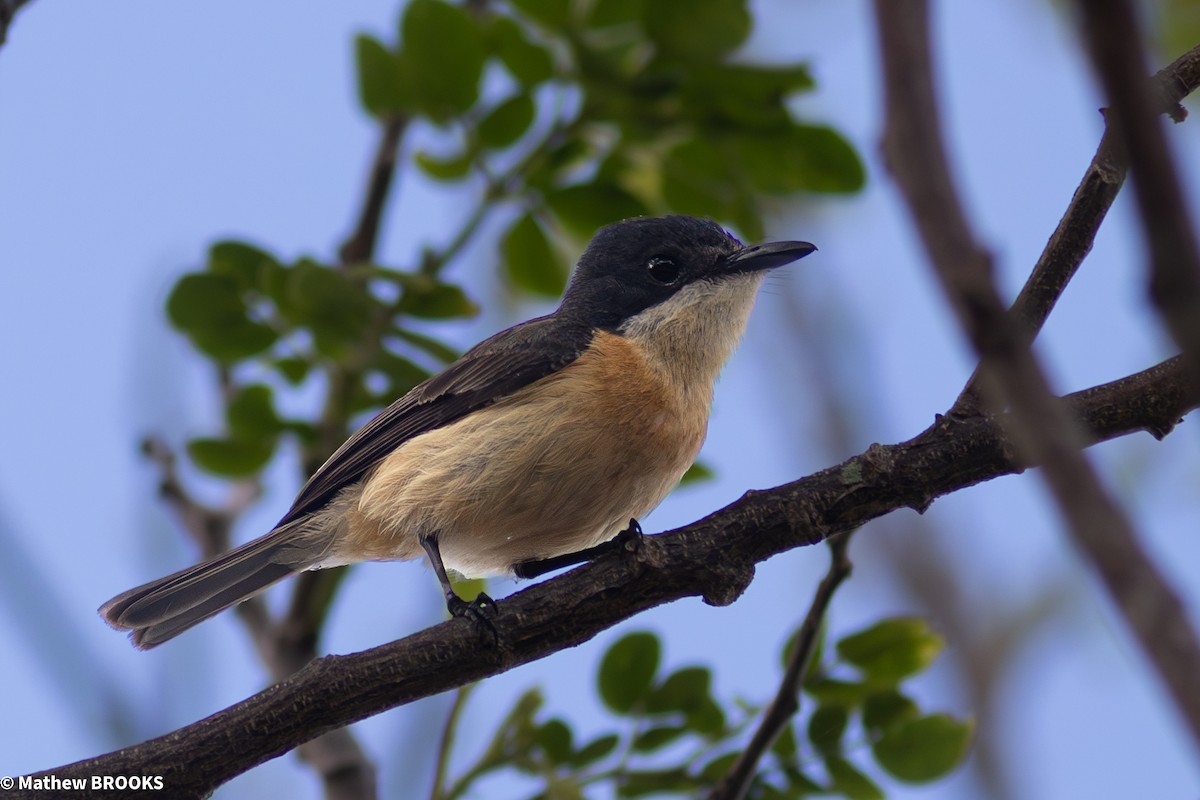 Vanikoro Flycatcher - ML644154773