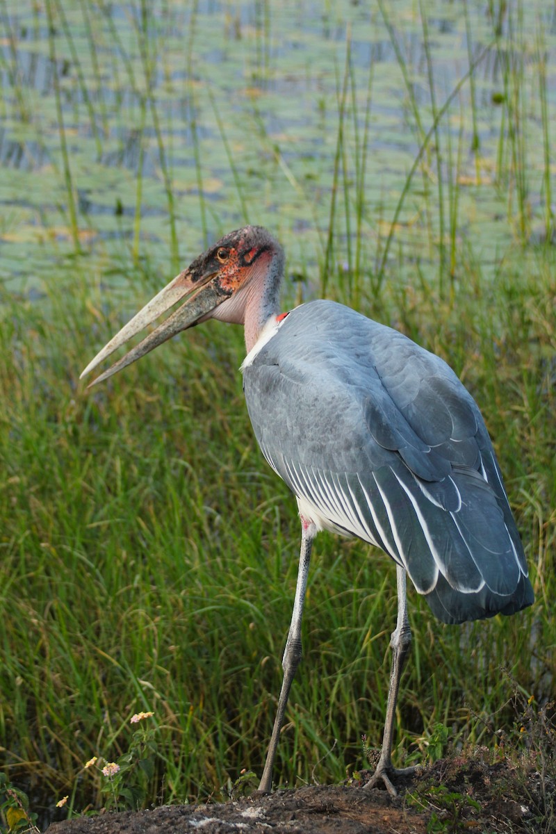 Marabou Stork - ML644154777